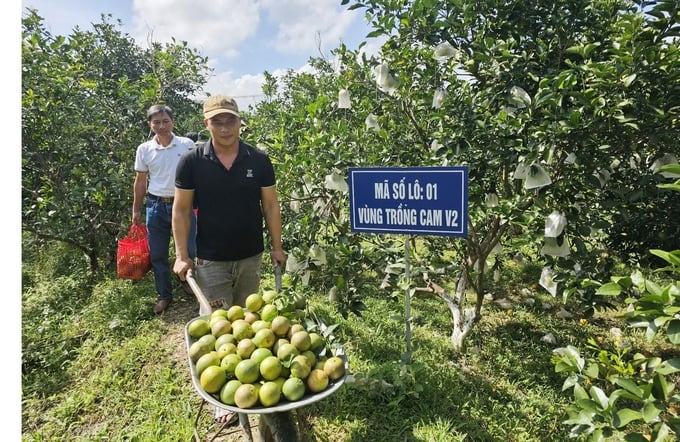 Vườn cam được Trung tâm Khuyến nông - Khuyến ngư tỉnh Quảng Bình hỗ trợ xây dựng sản xuất hướng hữu cơ. Ảnh: Tâm Phùng.