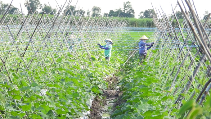 Ngoài lúa là cây trồng chủ lực, nhiều diện tích rau màu cũng hình thành, nâng cao đời sống bà con nơi đây. Ảnh: Trần Trung.