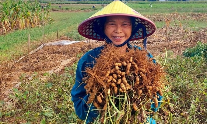 Diện tích lạc vụ đông năm nay ở Diễn Châu không tăng nhưng năng suất tăng cao. Ảnh: Mai Giang.