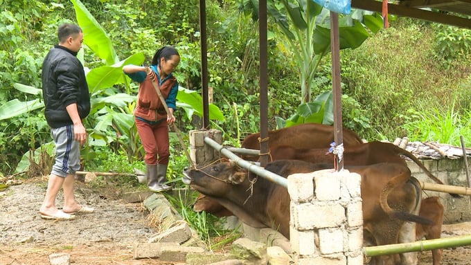 Sau khi được hỗ trợ, đàn bò của gia đình anh Đặng Phúc Đường phát triển tốt. Ảnh: Ngọc Tú. 