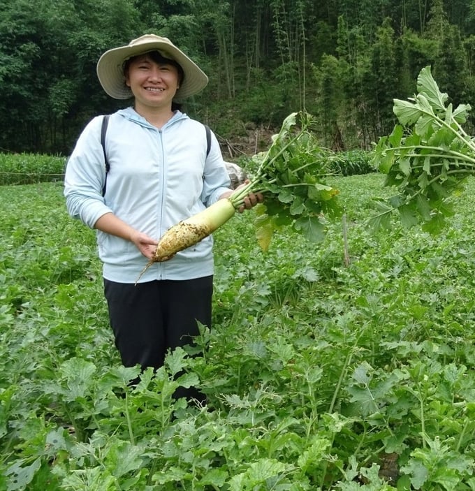 Nhiêu củ cải Dong Ha nặng tới 1,7kg/củ. Ảnh: Hải Tiến.