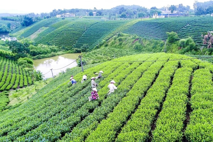 Vùng đất Thái Nguyên được thiên nhiên ưu đãi để phát triển vùng chè đặc sản. Ảnh: Phạm Hiếu.