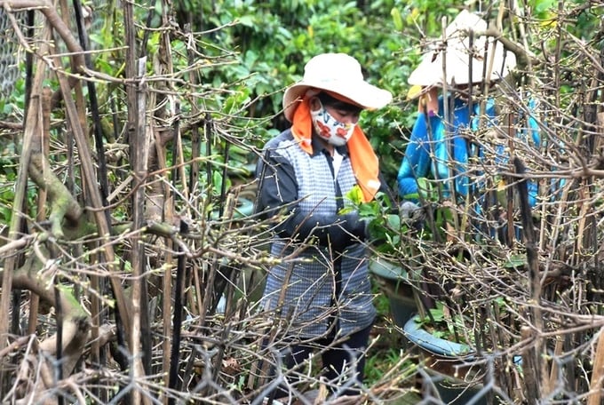 Thị xã An Nhơn khai thác thế mạnh, tiềm năng du lịch đối với làng nghề Mai cảnh Nhơn An. Ảnh: V.Đ.T.