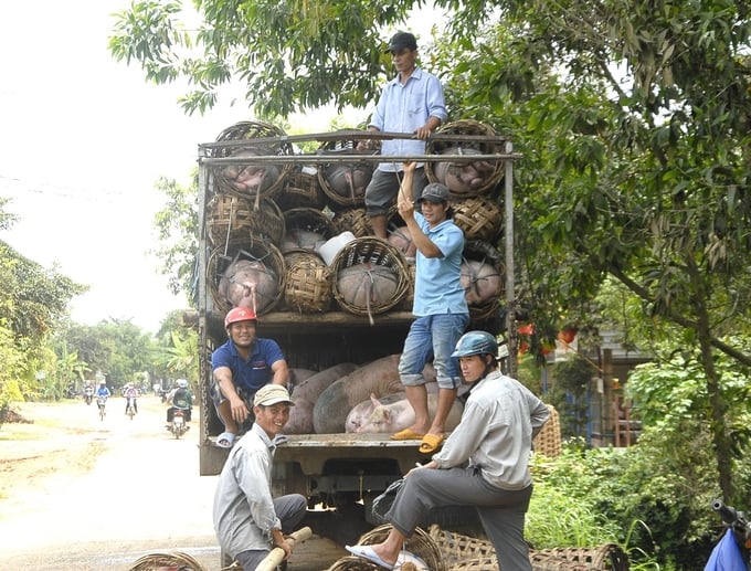 Bình Định đang lo hoạt động mua bán gia súc, gia cầm cuối năm làm lây lan dịch bệnh cho đàn vật nuôi trong tỉnh. Ảnh: V.Đ.T.