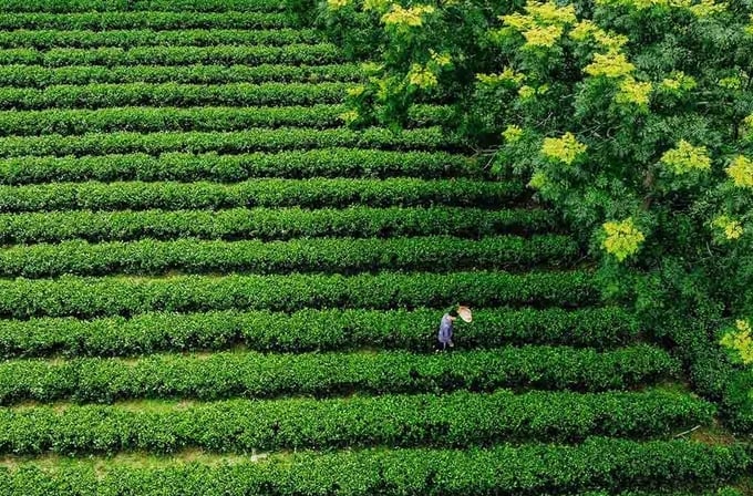 Sản xuất chè hữu cơ giúp nâng cao thu nhập cho người dân địa phương, hướng tới phát triển bền vững. Ảnh: Phạm Hiếu.