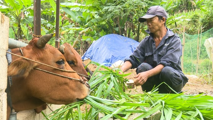 Nuôi trâu, bò vỗ béo mang lại hiệu quả kinh tế cao. Ảnh: Ngọc Tú. 