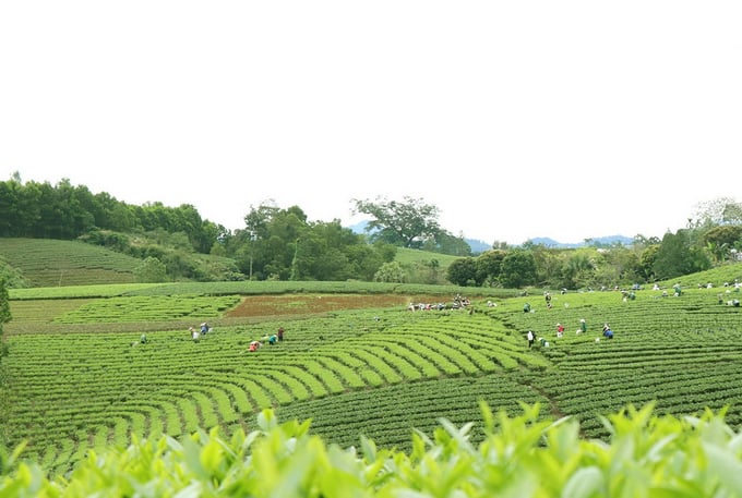 Sau hơn 3 năm triển khai mô hình sản xuất chè hữu cơ, 15ha chè của 2 xã Phú Xuyên và La Bằng (huyện Đại Từ) đã đạt tiêu chuẩn hữu cơ Việt Nam TCVN 1104-2:2017, TCVN 1104-6:2018. Ảnh: Phạm Hiếu.