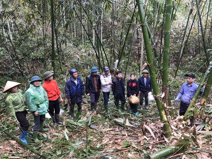 Bên cạnh phát triển mở rộng diện tích, huyện Trấn Yên quan tâm vận động người dân thâm canh chăm sóc để nâng cao năng suất, chất lượng sản phẩm măng tre Bát Độ. Ảnh: Thanh Tiến.