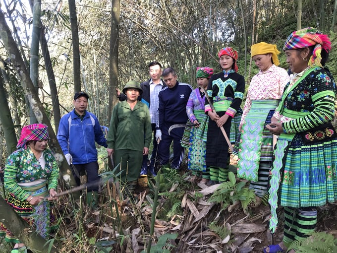 Cán bộ khuyến nông hướng dẫn người dân chăm sóc vườn tre măng Bát Độ. Ảnh: Thanh Tiến.