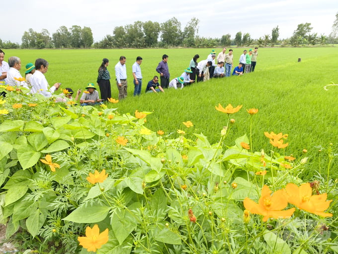 Trong chuyến đi lần này tại TP Cần Thơ và tỉnh Hậu Giang, đoàn đã đến làm việc và tham quan các mô hình sản xuất lúa, cây ăn trái tại Viện Lúa ĐBSCL ở TP Cần Thơ và tham quan sản xuất cây ăn trái đặc sản tại tỉnh Hậu Giang. Tại Viện Lúa ĐBSCL, Viện trưởng Trần Ngọc Thạch và lãnh đạo Viện đã giới thiệu với đoàn Campuchia các ruộng nghiên cứu, trình diễn các giống lúa mới chất lượng cao, kháng rầy và quy trình canh tác lúa tiên tiến; tham quan trạm giám sát sâu rầy thông minh cũng như giải đáp nhiều câu hỏi của ngành nông nghiệp Campuchia về canh tác lúa của Việt Nam đạt năng suất cao, giảm chi phí ở mức thấp nhất.  