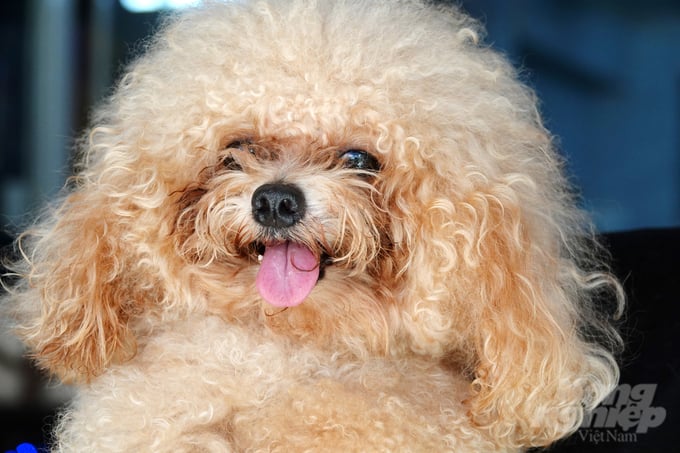 Một con chó Poodle ticup nâu tại trại có giá 50 triệu đồng. Ảnh: Lê Hoàng Vũ.