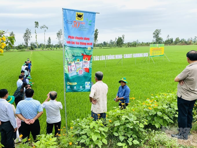 Tại Hậu Giang, đoàn tham quan ruộng trình diễn quy trình canh tác lúa thông minh giảm phát thải gắn với tăng trưởng xanh vùng ĐBSCL tại xã Vị Bình và xã Vị Trung, huyện Vị Thủy. Đoàn đã nghe nông dân và cán bộ kỹ thuật trình bày chi tiết về ứng dụng tiến bộ kỹ thuật 'quy trình canh tác lúa thông minh' từ làm đất kỹ, giảm giống gieo sạ, quản lý dịch hại tổng hợp (IPM), trồng hoa hai bên bờ ruộng để dẫn dụ thiên địch, quản lý nước theo ngập - khô xen kẽ, bón phân chuyên dùng Đầu Trâu… Đoàn cũng đã được tham quan một số vườn trồng nhãn, sầu riêng, ổi, rau an toàn được kết hợp giữa sản xuất nông nghiệp truyền thống và gắn với du lịch sinh thái.