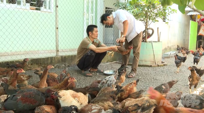 Nhờ có kế hoạch giám sát an toàn dịch bệnh thuòng xuyên, nên đàn gia súc, gia cầm ở thị xã Chơn Thành phát triển mạnh, không xảy ra dịch bệnh. Trong ảnh: Cán bộ thú y Chơn Thành kiểm tra dịch bệnh cho đàn gà của anh Nguyễn Trọng Thanh. Ảnh: Hồng Thủy.