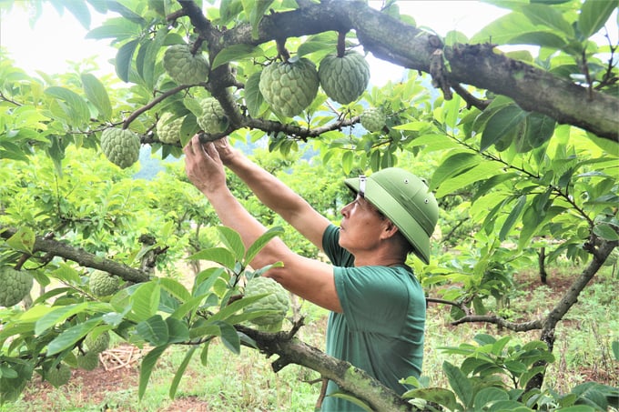 Một vườn na La Hiên được sản xuất theo tiêu chuẩn VietGAP. Ảnh: Phạm Hiếu.