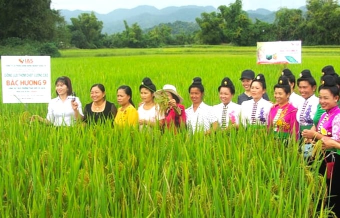 7 thông tư bãi bỏ hoàn toàn chủ yếu liên quan tới quy chuẩn kỹ thuật quốc gia về khảo nghiệm giống cây trồng; quy định về xét tặng Giải thưởng Bông lúa vàng Việt Nam; quy định về yêu cầu kỹ thuật kiểm nghiệm hóa chất, kháng sinh cấm trong thực phẩm thủy sản. Ảnh: MH.