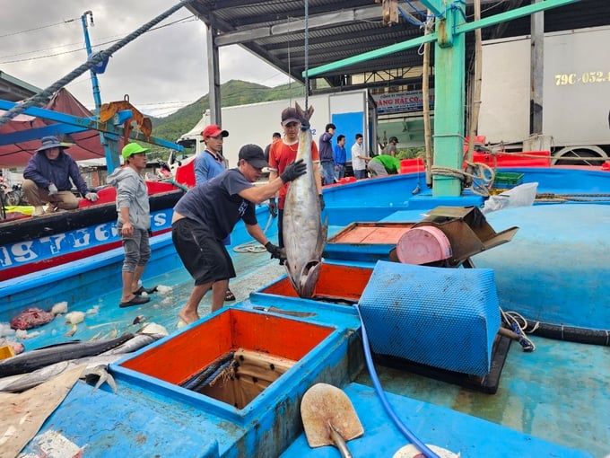 Những ngày qua, nhiều tàu đánh bắt cá ngừ cập cảng Hòn Rớ, xã Phước Đồng đều đạt sản lượng. Ảnh: KS.