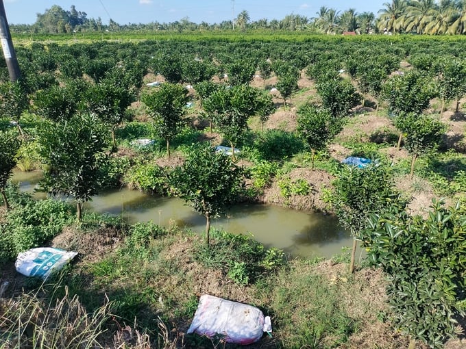 Bà con nông dân ở Vĩnh Long ngày càng chú trọng sử dụng phân bón hữu cơ cho cây cam sành. Ảnh: Minh Đảm.