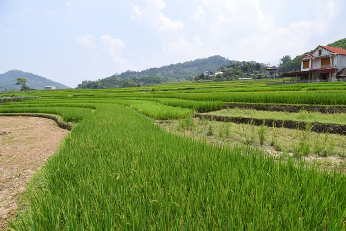 Việc chuyển đổi cơ cấu cây trồng trên đất trồng lúa giúp gia tăng thu nhập cao gấp nhiều lần so với trồng lúa. Ảnh: Tùng Đinh.