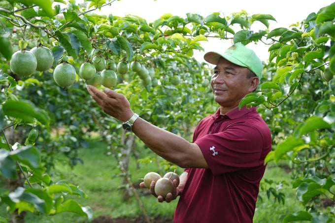 Nafoods luôn chú trọng vào chất lượng giống cây trồng bên cạnh việc không ngừng tìm hiểu xu hướng thị trường. Sau nhiều năm miệt mài nghiên cứu, trồng thử nghiệm của đội ngũ chuyên gia, cây giống chanh leo tím ngọt Nafoods 1 được ra đời, đáp ứng nhu cầu dùng quả chanh tươi có vị ngọt, không cần pha chế. Ảnh: Thu Hải.