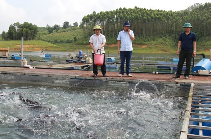 Giống cá lăng được nuôi phổ biến trên vùng hồ Thác Bà. Ảnh: Thanh Tiến.