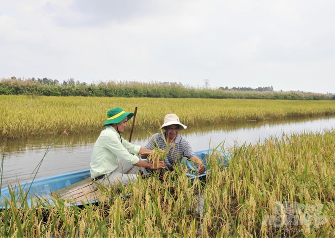 Sau nhiều năm liền không thể trồng lúa do đất bị nhiễm mặn, năm nay hộ anh Nguyễn Văn Thật đã có vụ lúa trúng mùa nhờ tham gia dự án cải thiện đất nhiễm mặn do Trung tâm Khuyến nông Kiên Giang triển khai. Ảnh: Trung Chánh.