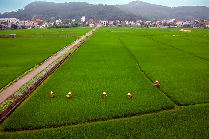 Hải Phòng đã thông qua dự thảo nghị quyết về chuyển mục đích sử dụng đất trồng lúa, đất rừng phòng hộ và dự thảo nghị quyết chuyển mục đích sử dụng đất trồng lúa nước từ 2 vụ trở lên để thực hiện các dự án. Ảnh: Quang Mạnh.