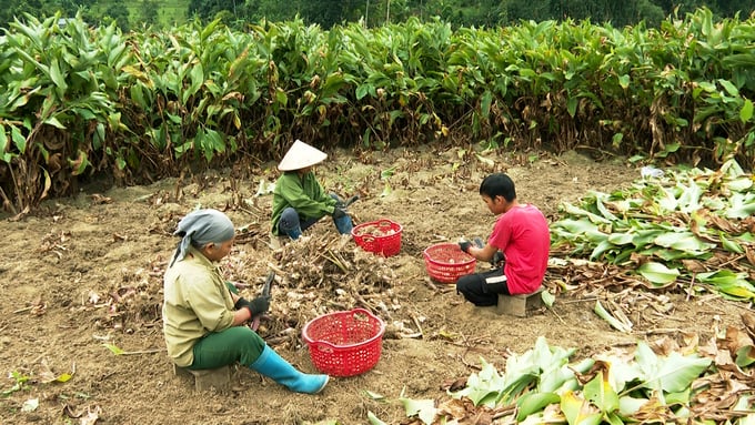 Thu hoạch dong riềng tại huyện Na Rì. Ảnh: Ngọc Tú. 