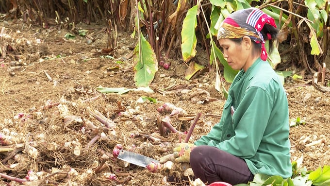 Củ dong được giá, nhiều hộ có thêm thu nhập, phấn khởi bước vào vụ sản xuất mới. Ảnh: Ngọc Tú. 