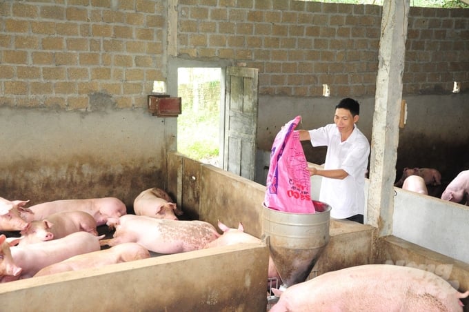 Dù hơn nửa tháng nay trên địa bàn tỉnh Tuyên Quang không phát hiện ra ổ dịch tả lợn Châu Phi mới, nhưng người chăn nuôi không thể chủ quan, lơ là phòng, chống dịch. Ảnh: Đào Thanh.