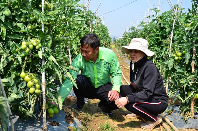 Nhờ sử dụng phân bón Lâm Thao mà cà chua tươi tốt. Ảnh: NNVN.