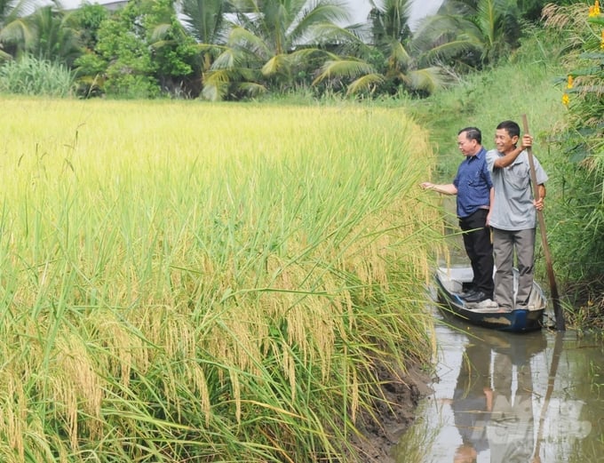 Mô hình luân canh 1 vụ lúa, 1 vụ tôm rất thích hợp để sản xuất lúa hữu cơ, mang lại giá trị cao và bảo vệ tốt môi trường. Ảnh: Trung Chánh.