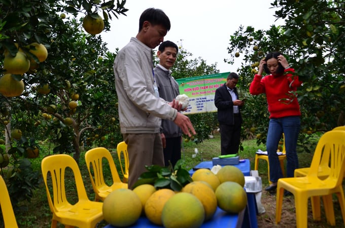 Thử nếm bưởi ngay tại vườn. Ảnh: Dương Đình Tường.