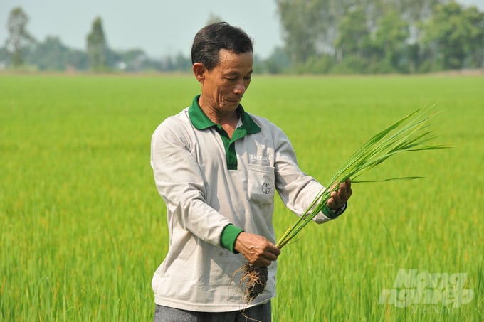 Đề án được triển khai tại vùng chuyên canh lúa nằm trong vùng Đồng Tháp Mười của Long An. Ảnh: Lê Hoàng Vũ.