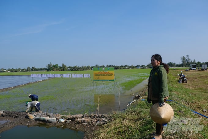 Người nông dân, ngoài nỗi lo thiên tai địch họa còn thường trực nỗi lo của đội 'cò lúa' bắt tay nhau dìm giá, ép giá lúa gạo của bà con.