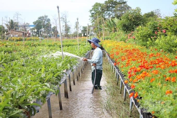 Trải qua bao thăng trầm đến nay TP. Sa Đéc có khoảng 950ha diện tích trồng hoa phục vụ du khách. Ảnh: Nguồn Festival. 