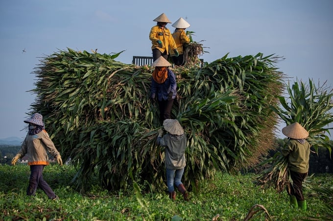 Dự án của TH đã tạo việc làm trực tiếp và gián tiếp cho một bộ phận lao động địa phương. Ảnh: Người dân tại Nghệ An bán ngô sinh khối cho TH làm thức ăn bò sữa.