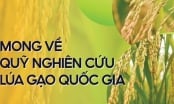 [Bài 4] Quyền Tổng giám đốc IRRI: Một tương lai khởi sắc cho ngành lúa gạo