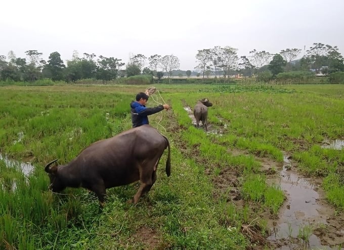 Trâu do huyện Đại Từ hỗ trợ các hộ dân thoát nghèo tại xã Khôi Kỳ. Ảnh: Quang Linh.