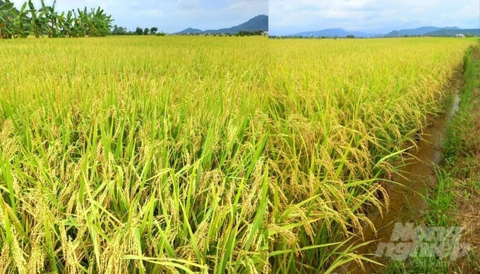 Cánh đồng lúa nếp của ông Thỏa tại thôn Văn Đô (xã Trường Sơn, Nông Cống, Thanh Hóa). Ảnh: Quốc Toản.