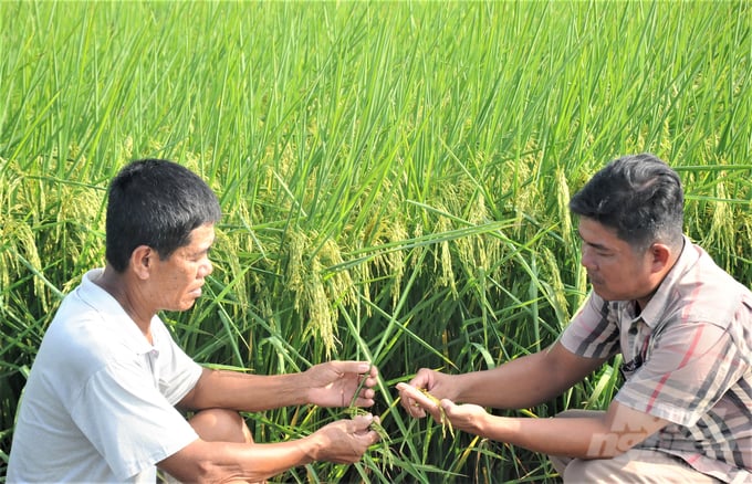 Xã viên Hợp tác xã Hiệp Lực tham gia dự án sản xuất lúa theo hướng hữu cơ gắn với mã số vùng trồng do Trung tâm Khuyến nông Kiên Giang triển khai có vụ lúa trúng mùa, lợi nhuận hàng chục triệu đồng/ha. Ảnh: Trung Chánh.