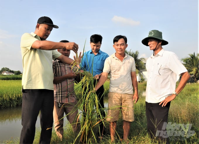 Sản xuất lúa hữu cơ có nhiều cái lợi, đó là chi phí giảm, năng suất lúa tăng, bán được giá cao và quan trọng nhất là có được môi trường sạch cho vụ nuôi tôm nước lợ luân canh sau vụ lúa. Ảnh: Trung Chánh.