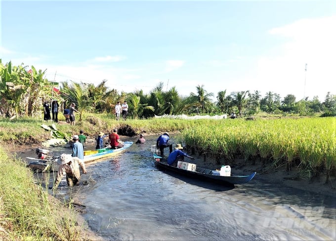 Công nhân thu hoạch tôm càng xanh 'ôm gốc lúa' tại ruộng hộ bà Mai Thúy Hằng (ấp Thành Phụng Tây, xã Đông Hưng, huyện An Minh, Kiên Giang) với năng suất khá cao. Ảnh: Trung Chánh.