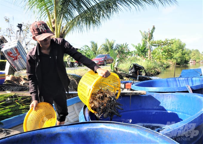 Sử dụng sản phẩm sinh học Bồ Đề - Mother water xử lý môi trường nước ao nuôi tôm rất hiệu quả, giúp tăng năng suất, chất lượng tôm nuôi, cho hiệu quả kinh tế cao. Ảnh: Trung Chánh.