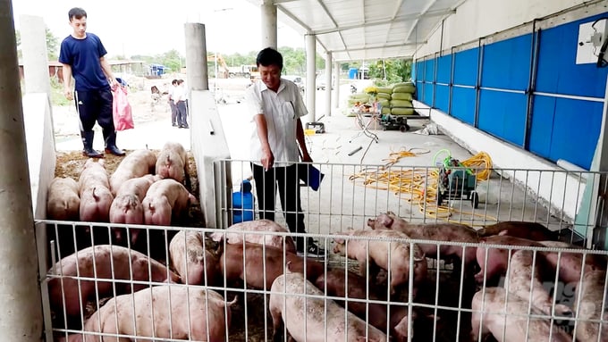 Công ty TNHH Trang Linh (xã Bông Trang, huyện Xuyên Mộc) là doanh nghiệp tiên phong ứng dụng thành công nhiều tiến bộ kỹ thuật, công nghệ số và đầu tư công nghệ cao phòng chống dịch bệnh trên đàn vật nuôi. Ảnh: Minh Sáng.