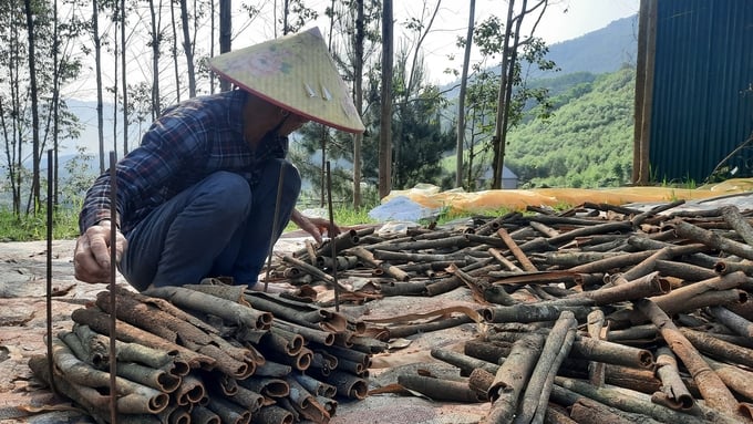 Quế hữu cơ hiện là một trong những sản phẩm nổi bật ở Quảng Ninh.Ảnh: Nguyễn Thành.