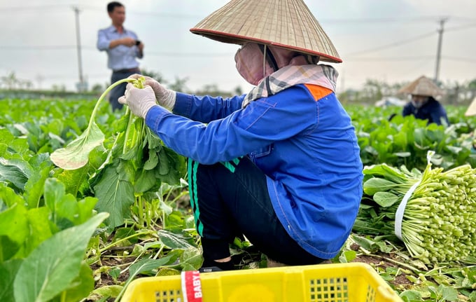 Trung bình mỗi ngày, HTX Văn Đức đưa ra thị trường 50 – 70 tấn rau an toàn. Ảnh: Phương Thảo.