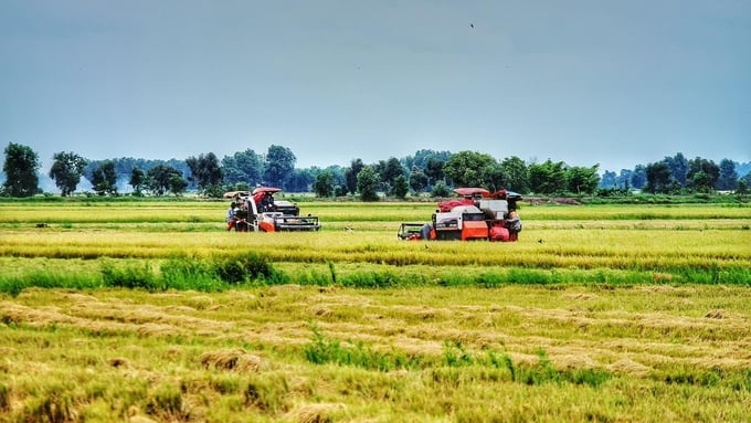 Nông dân Tây Ninh phấn khởi thu hoạch lúa. Ảnh: Trần Trung.