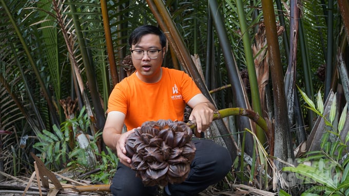 Anh Phan Minh Tiến, Giám đốc Vietnipa hướng dẫn khách tham quan vùng nguyên liệu 10ha dừa nước hữu cơ tại huyện Cần Giờ. Ảnh: Nguyễn Thủy.