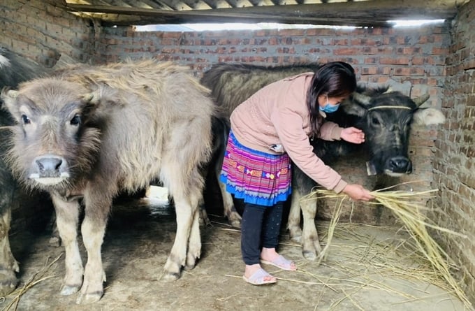 Thủ tướng yêu cầu triển khai đồng bộ biện pháp phòng, chống đói, rét, dịch bệnh nhằm giảm thiểu thiệt hại đối với sản xuất nông nghiệp trước tình hình thời tiết khắc nghiệt. Ảnh: TL. 