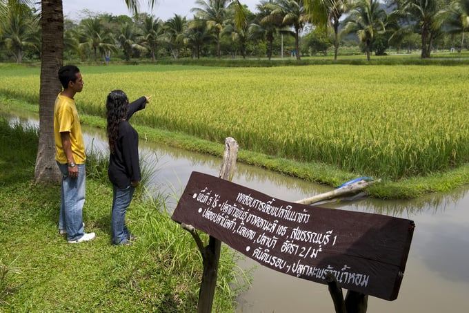 Trung tâm Nghiên cứu phát triển Hoàng gia Pikun Thong.